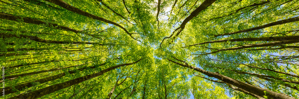 Ein Wald von unten fotografiert.