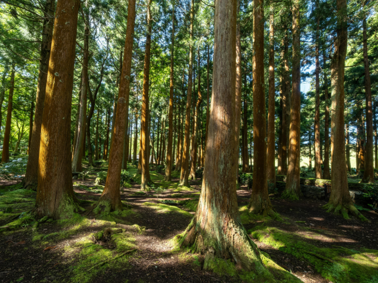 Ein großer Wald mit vielen Baumstämmen, welche mit Moos bedeckt sind. Man sieht kaum einen Himmel, da dort so viele Bäume und deren Baumstämme zu sehen sind.