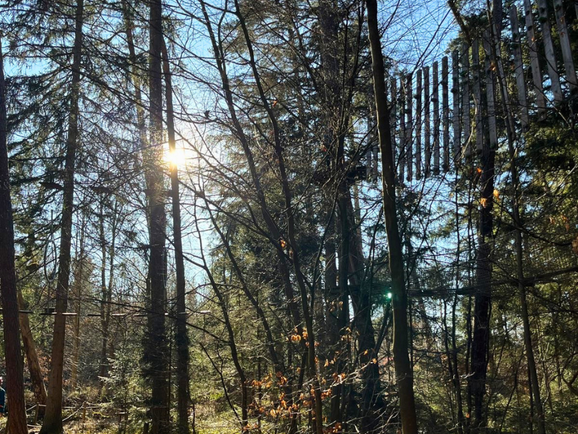 Durch die Bäume im Wald scheint die Sonne, man sieht einen Kletterwaldparcours zwischen den Bäumen des Münchner Walds.